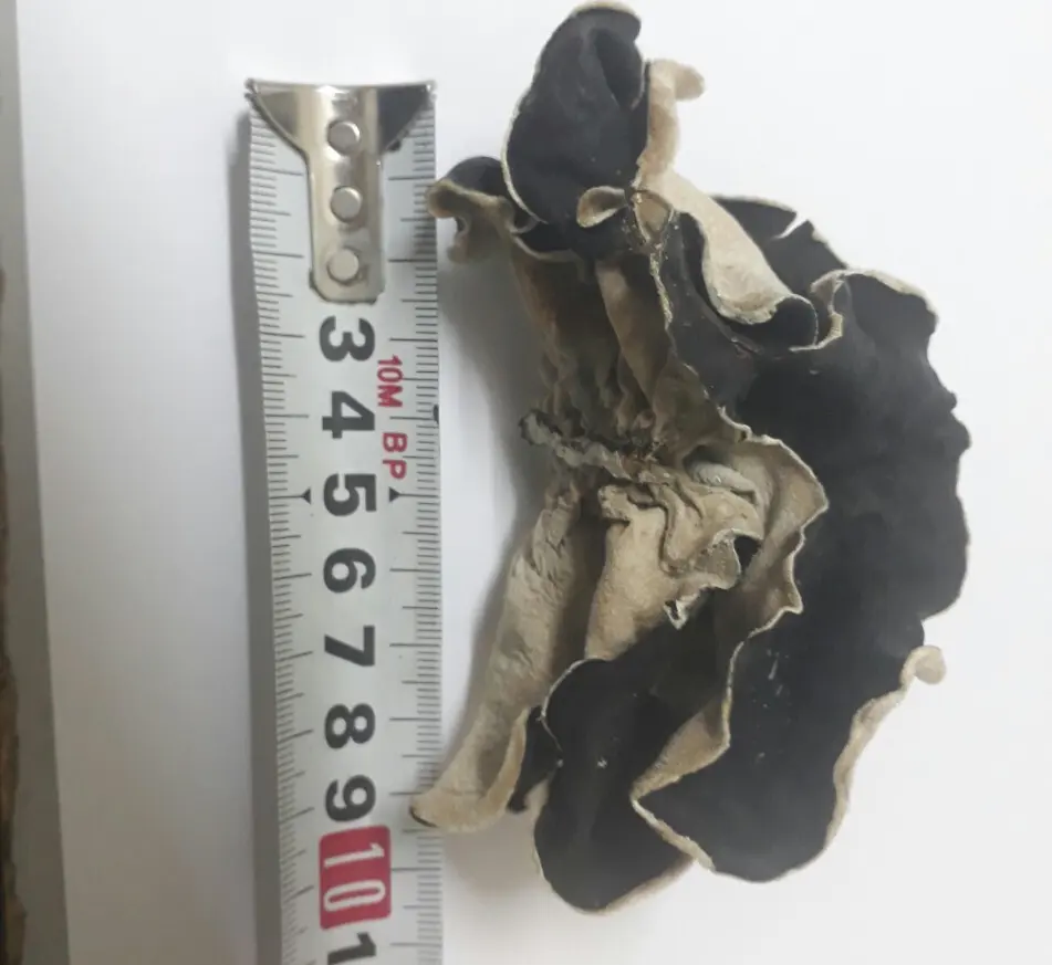 dried wood ear mushroom/ dried mushroom / black mushroom Vietnam in 2020