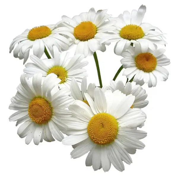 100% Pure Chamomile Oil Exporter at bulk prices