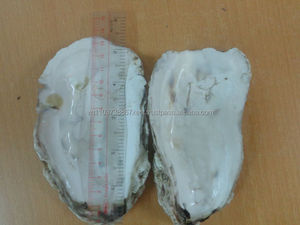Raw oyster <strong>Shell</strong>