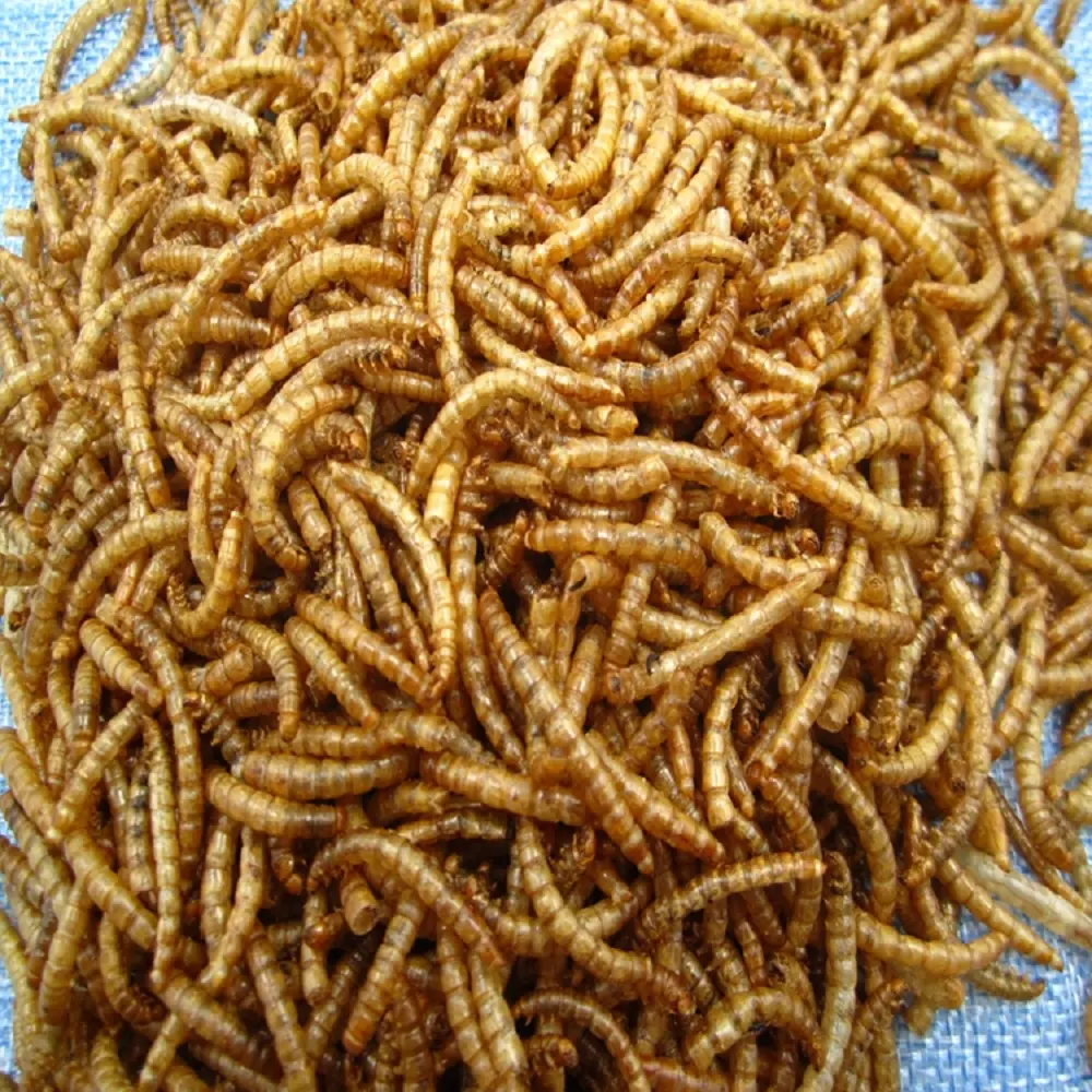 Alta proteína mealworms preto soldado flies, pássaro, comida, aves, peixe, comida