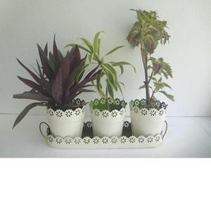 ティンハーブポットセットホーム & ガーデン装飾プランターニースデザイン花植物ホルダーメタルプランター屋内屋外ウィンドウボックス