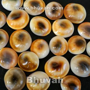 Shiva göz kabuk - Product Image 2