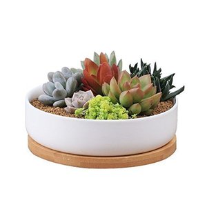 <span class=keywords><strong>6</strong></span> 英寸现代白色陶瓷圆形多汁仙人掌花盆与排水竹托盘