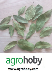 Nhà Cung Cấp Hàng Đầu Tốt Nhất Laurel Bay Lá Hỏi Đáp Bán Lựa Chọn Và Tay Lựa Chọn Thổ Nhĩ Kỳ Chất Lượng Tốt Nhất Xuất Khẩu - Product Image 4