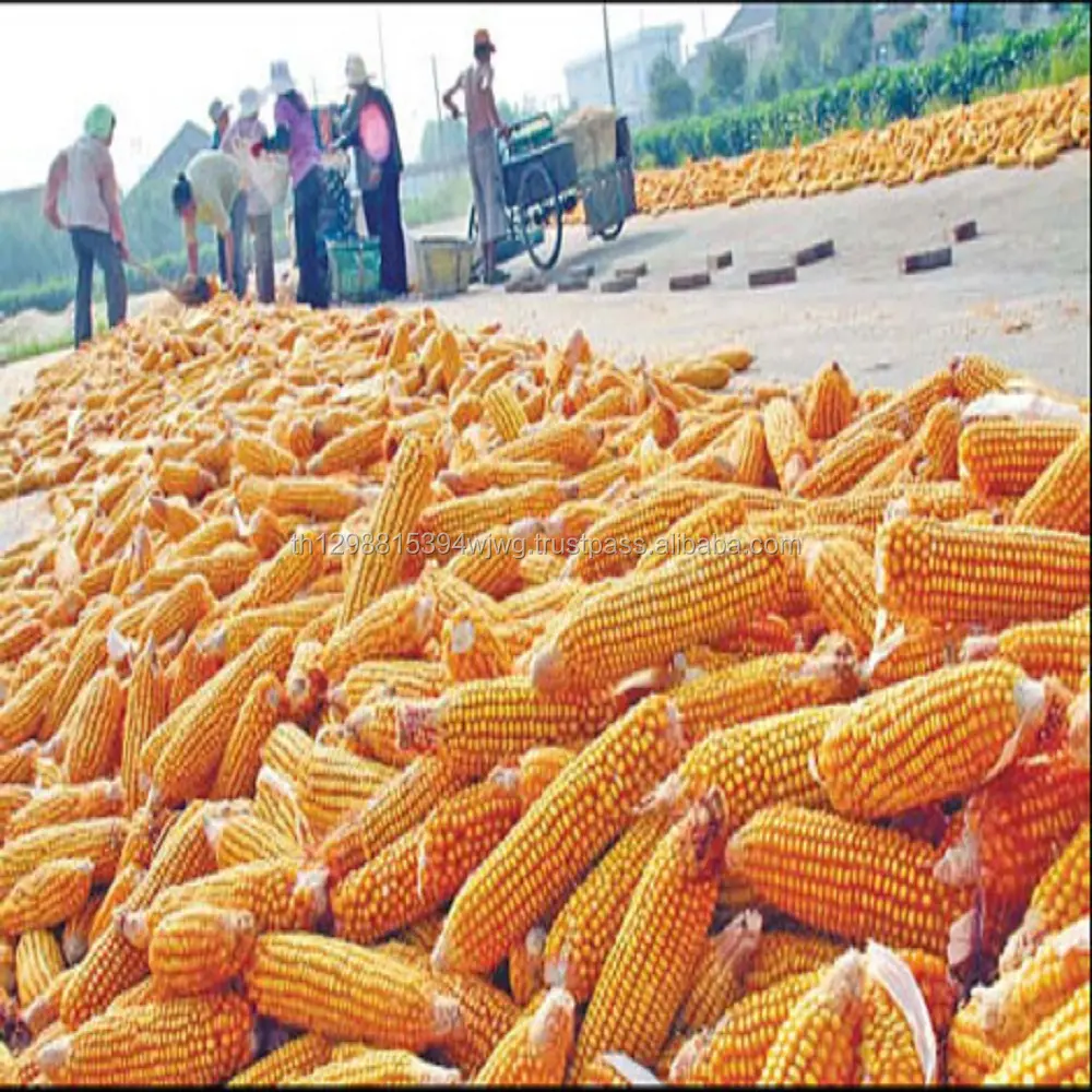 Productos de grano de maíz amarillo, 2022