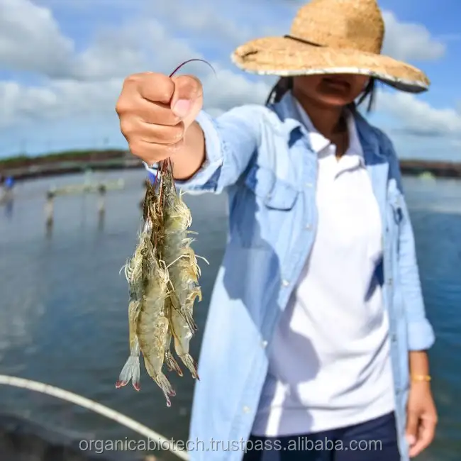 Tigre Gambero Incubatoio Probiotici in Vietnam