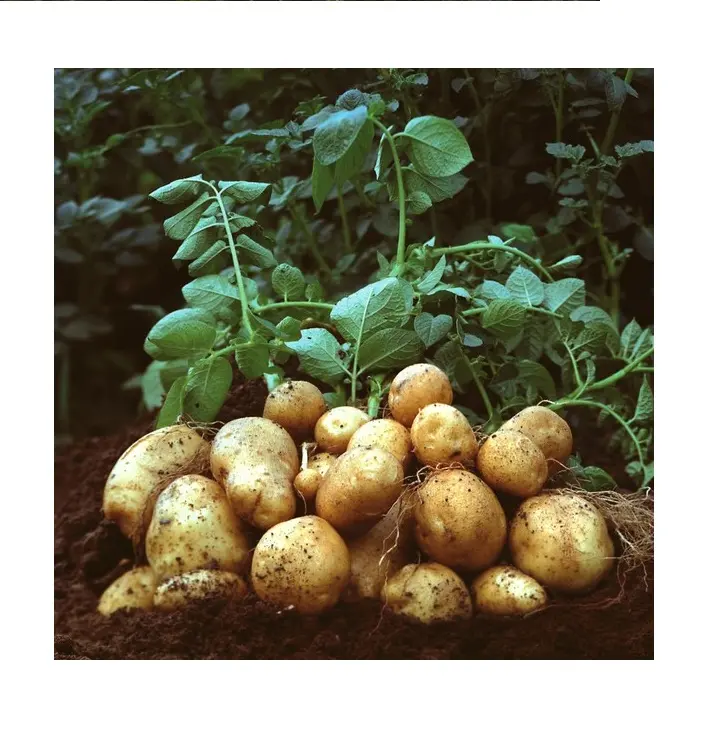 Pommes de terre professionnelles du Vietnam, pommes de terre de qualité supérieure, exportation
