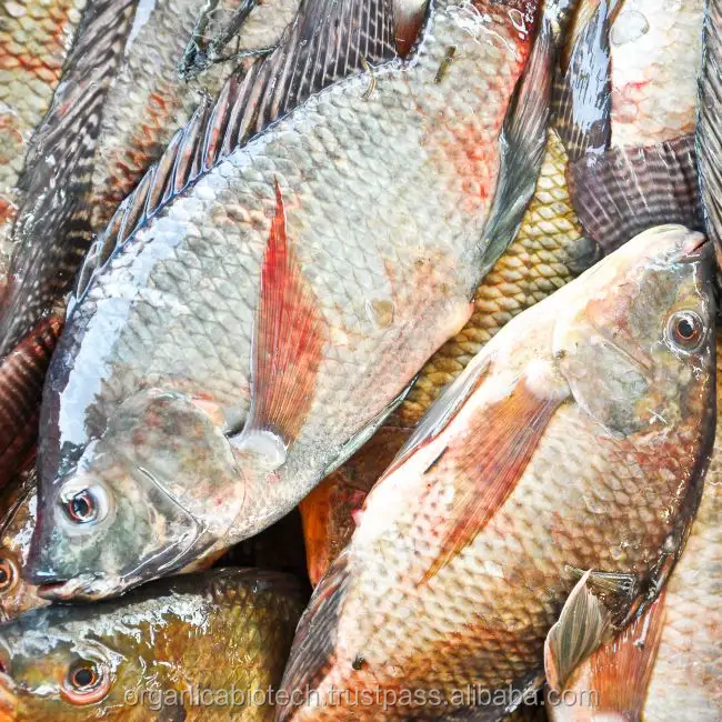 פרוביוטיים להאכיל עבור אמנון דגים קציר בברזיל