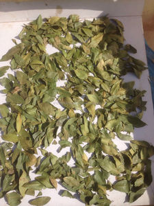 Nhà Cung Cấp Hàng Đầu Tốt Nhất Laurel Bay Lá Hỏi Đáp Bán Lựa Chọn Và Tay Lựa Chọn Thổ Nhĩ Kỳ Chất Lượng Tốt Nhất Xuất Khẩu - Product Image 2