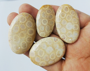 Fosil mercan gevşek taş Cabochon - Product Image 2