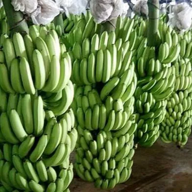 Кавендиш банан/Свежий Кавендиш Банан низкая цена