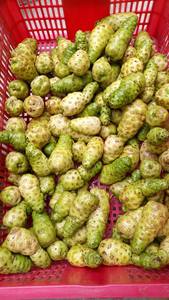 FRESH NONI CHEAPEST BEST CHOICE BEST PRICE FROM VIETNAM for SALE THIS MONTH GOOD SERVICE 2023 - Product Image 4