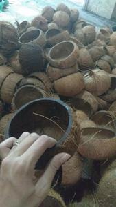มะพร้าวเปลือกหนามากสำหรับปลูก - Product Image 3