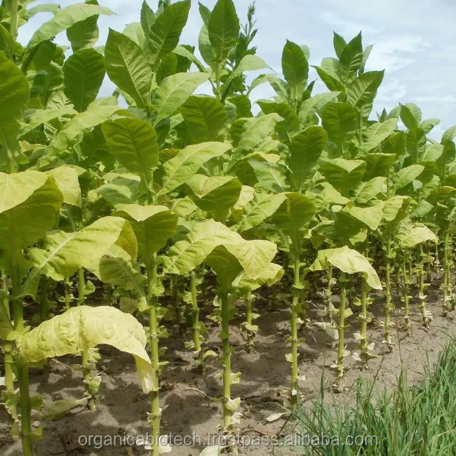Rendimiento máximo en el cultivo de tabaco/Zambia específicos fertilizante orgánico bio