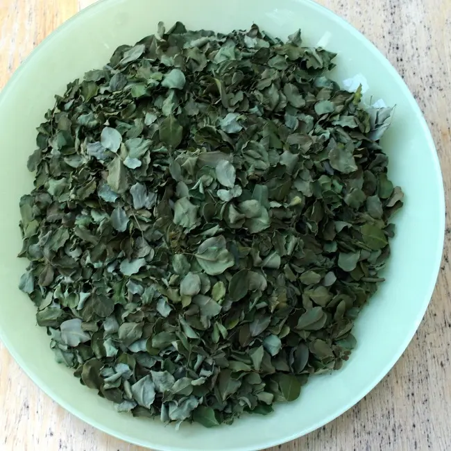 Hoja seca de Moringa oleífera