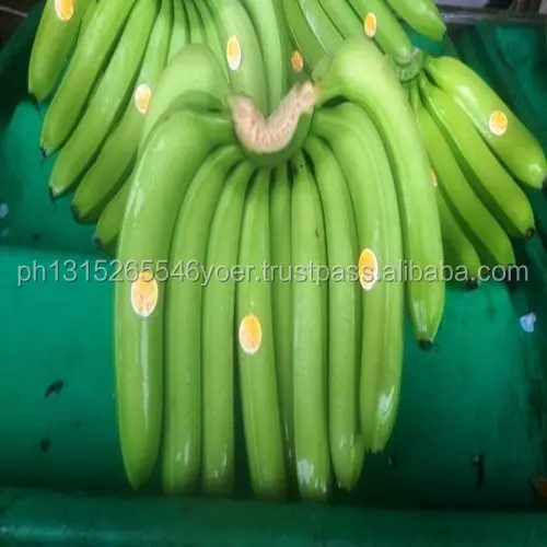 ERSTE ECUADOR KLASSE A GREEN CAVENDISH BANANEN