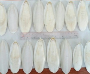 高品質ドライイカ骨100% 天然イカ骨ベトナム産