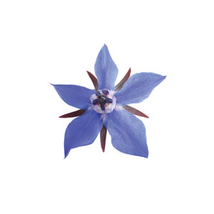 AROMAAZ INTERNATIONAL Leading Wholesale Supply &amp; Export of Cold Pressed Borage Seed <strong>Oil</strong> Liquid Form in Bulk Quantity
