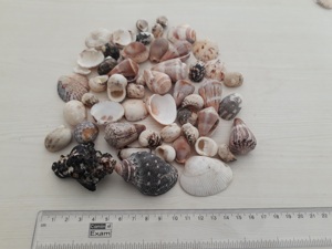 เปลือกหอยธรรมชาติของอินเดียมีความเชี่ยวชาญเฉพาะสำหรับงานฝีมือและงานศิลปะทำจากเรซินเปลือกหอยพิเศษหัตถกรรมธรรมชาติแบบใช้จำนวนมาก - Product Image 3