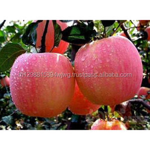 แอปเปิ้ลกุหลาบสดคุณภาพพรีเมี่ยมแอปเปิ้ลกรอบและฉ่ำ - Product Image 1