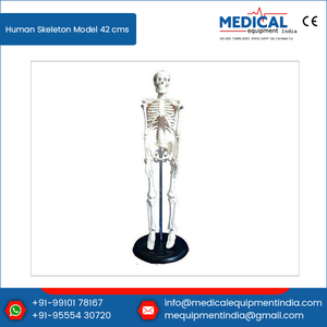 Tıp bilimi öğretim İskelet modeli en düşük fiyat PVC insan iskeleti ekonomik Model beyin 42 <span class=keywords><strong>cms</strong></span>