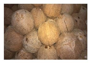 Quantità all'ingrosso cocco decorticato/prezzo basso/