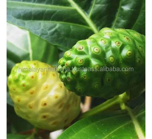 Poudre d'extrait de fruit de Noni de Morinda Citrifolia naturel pur d'approvisionnement d'usine 100%