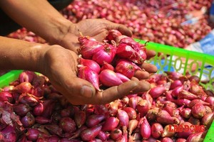 BEST FRESH RED UNION FROM VIETNAM/CHEAP PRICE in BULK - Product Image 5