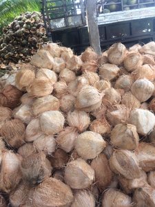 Fresh Semi Husked <strong>Coconut</strong> Thailand Ms.Holiday