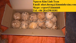 SEMI HUSKED COCONUT/SEMI HUSKED MATURE COCONUT - Product Image 5
