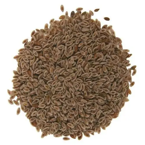 Orgânicos sementes de Psyllium Husk