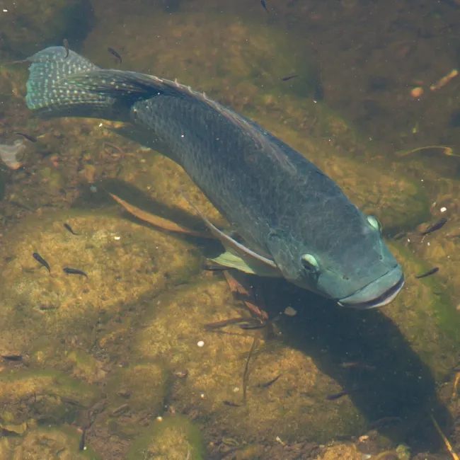 Feed Probiotici per acqua Dolce pesce tilapia agricoltura