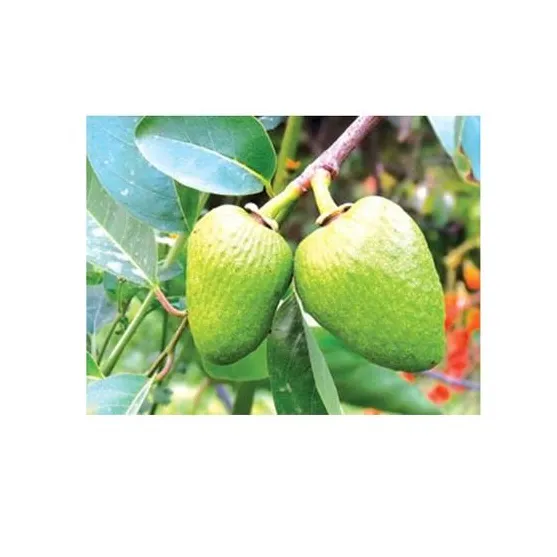 ANNONA GLABRA/연못 애플 베트남 (WHATSAPP + 84-845-639-639)