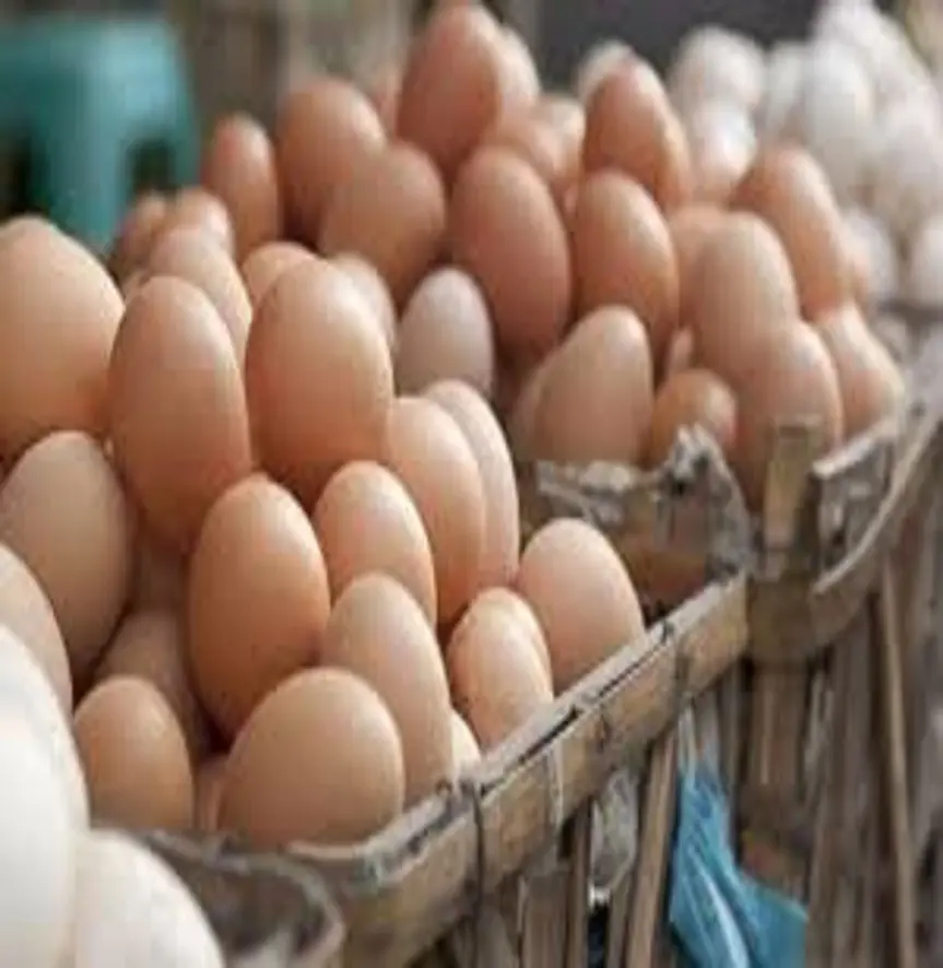 Huevos de mesa de pollo frescos orgánicos disponibles en stock