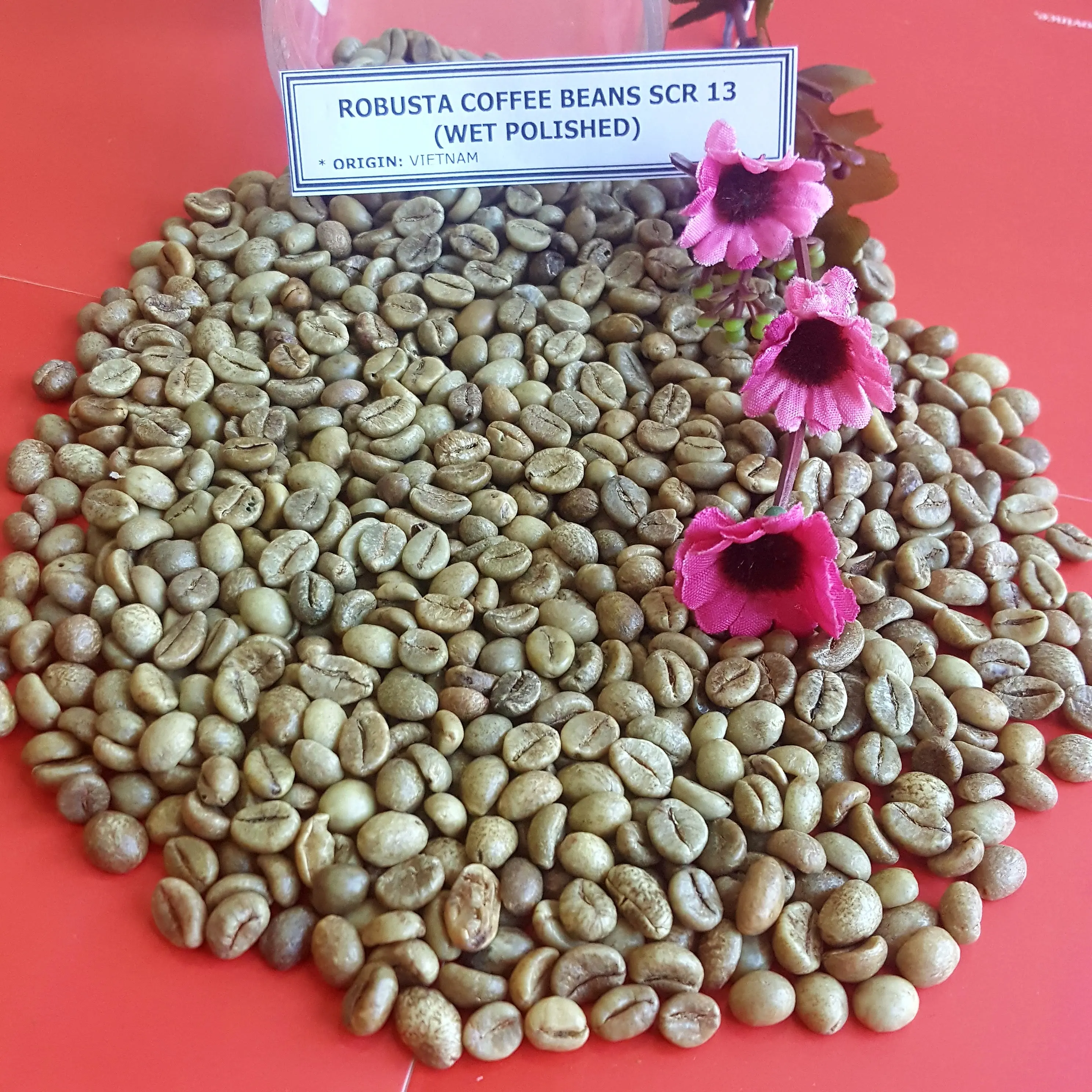 Vietnam Robusta Coffee Beans SCR 13 washed