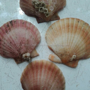 เปลือกทะเลดิบจากเวียดนาม - Product Image 4