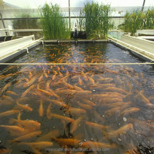 ผลิตภัณฑ์ชีวภาพสำหรับบ่อปลา Koi Decomposer ตะกอนอินทรีย์ - Product Image 5