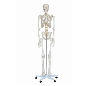 <strong>Human</strong> Skeleton 85 Cms Model - Product Image 1