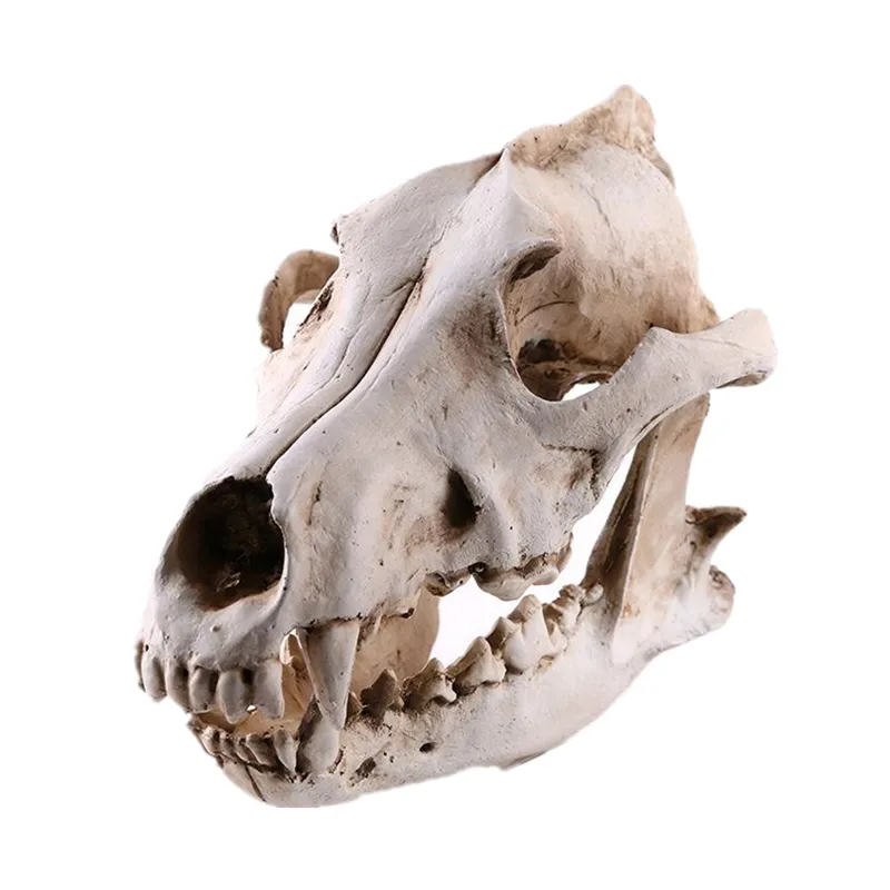 Figurine en résine, modèle d'os de tête de loup