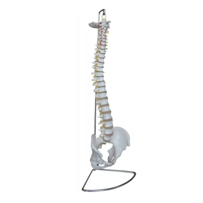 Anatomical Human Life Size Spinal Column Model Reasonable Price PVC Plastic Medical Teaching Spine Model Exporter