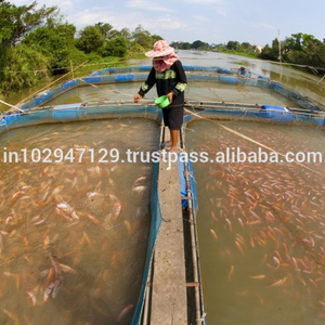ปลาน้ำโปรไบโอติกที่ช่วยขจัดบำรุงฟื้นฟูเปลี่ยนสีผมพร้อมเคลือบเงาผมในขั้นตอนเดียวสีผมติดทนนาน2เดือนลดการหลุดร่วงของเส้นผมปลอดภัยไร้สารไฮโดรเจนซัลไฟด์และกลิ่นจากบ่อปลา - Product Image 1