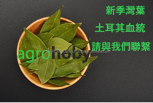 Nhà Cung Cấp Hàng Đầu Tốt Nhất Laurel Bay Lá Hỏi Đáp Bán Lựa Chọn Và Tay Lựa Chọn Thổ Nhĩ Kỳ Chất Lượng Tốt Nhất Xuất Khẩu - Product Image 6