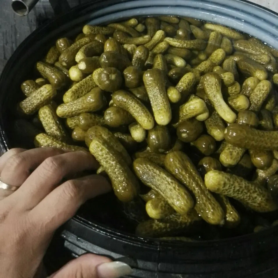Pepino pickled gherkin em tambor/pepino pickled 3-6cm/whatsapp + 84 845639639
