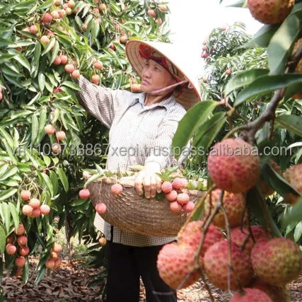 Alimentos inteiros latidos lichia frutas lichia litchi frescos