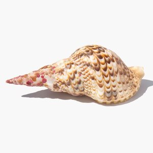 Large Crown Triton Conch <strong>Shells</strong> Oceanic Natural Clean Empty Trumpet Sea <strong>Shell</strong> Charonia Seashells - Product Image 2