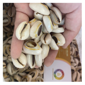 Vietnamca doğal sarı Cowry kabuk birçok boyutları-doğal Cowry Shell ile ihracat için iyi bir fiyat - Product Image 4