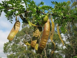 Yüksek dereceli bal çekirgesi/Gleditsia/kurutulmuş Fructus Gleditschiae Ms.Laura + 84 896 611 913 - Product Image 6