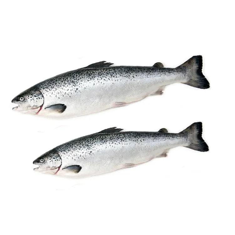 Pesce salmone fumo norvegese/fornitore di pesce salmone/salmone