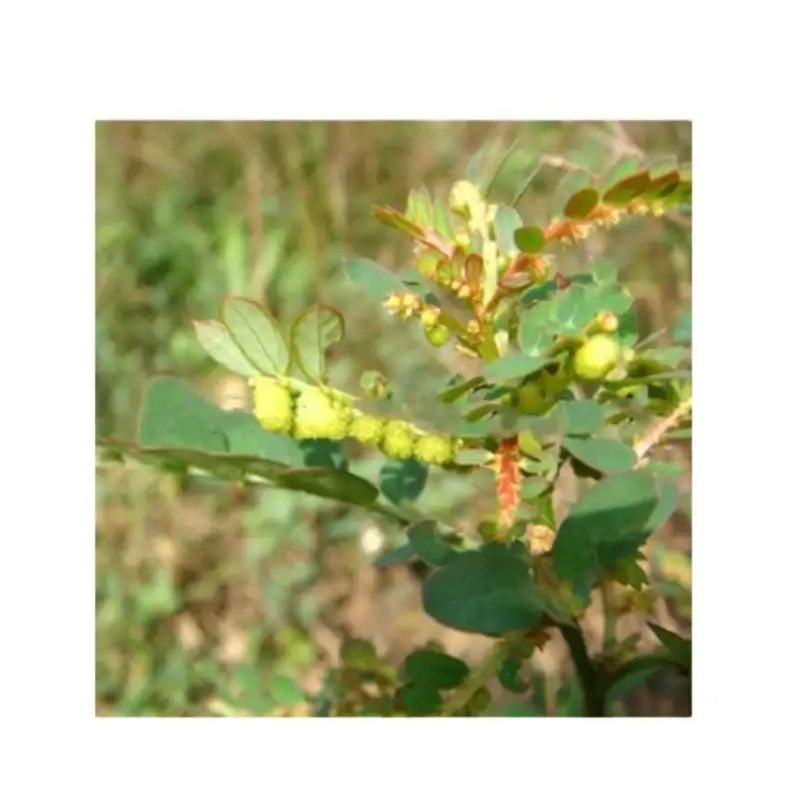 강력 추천 Phyllanthus 니루리 허브 추출물 분말 5 1 10 1