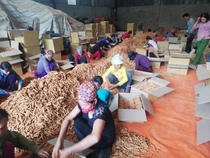 印尼肉桂棒新作物决明越南产品 + 84339966582